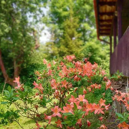 Przy Lipie Nyaraló *